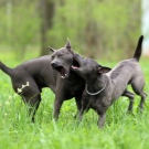 Тайські риджбеки (79 фото): опис породи, особливості характеру цуценят і дорослих собак, відгуки власників риджбеків