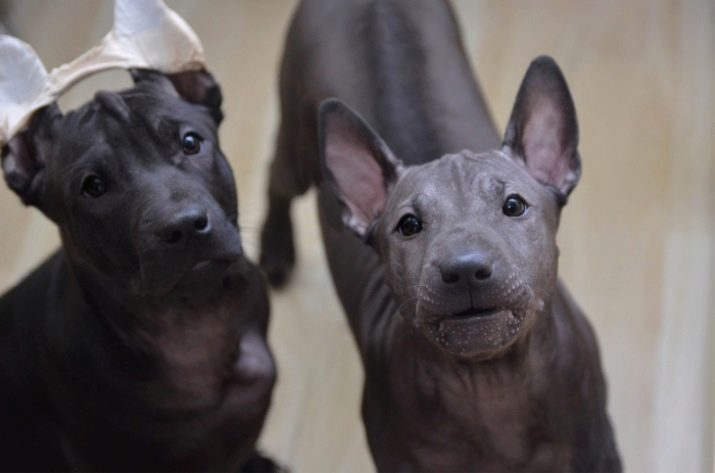 Тайські риджбеки (79 фото): опис породи, особливості характеру цуценят і дорослих собак, відгуки власників риджбеків