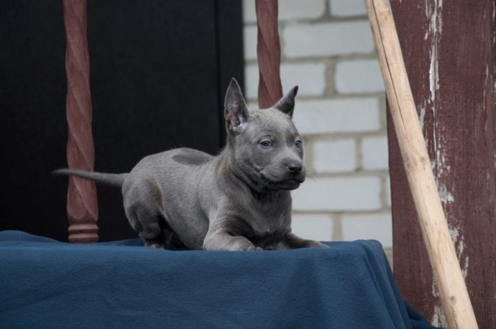 Тайські риджбеки (79 фото): опис породи, особливості характеру цуценят і дорослих собак, відгуки власників риджбеків