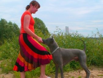 Тайські риджбеки (79 фото): опис породи, особливості характеру цуценят і дорослих собак, відгуки власників риджбеків