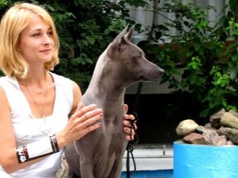 Тайські риджбеки (79 фото): опис породи, особливості характеру цуценят і дорослих собак, відгуки власників риджбеків