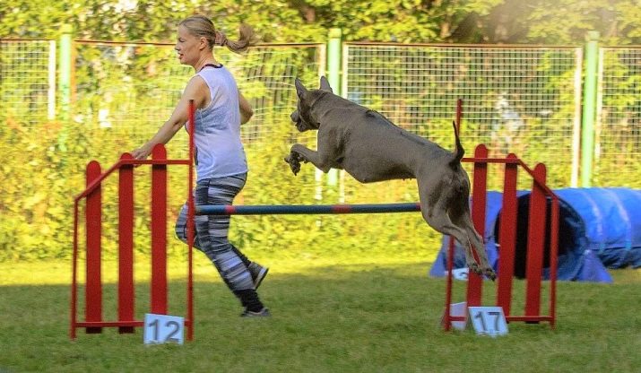 Тайські риджбеки (79 фото): опис породи, особливості характеру цуценят і дорослих собак, відгуки власників риджбеків