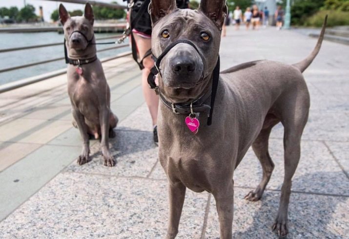 Тайські риджбеки (79 фото): опис породи, особливості характеру цуценят і дорослих собак, відгуки власників риджбеків
