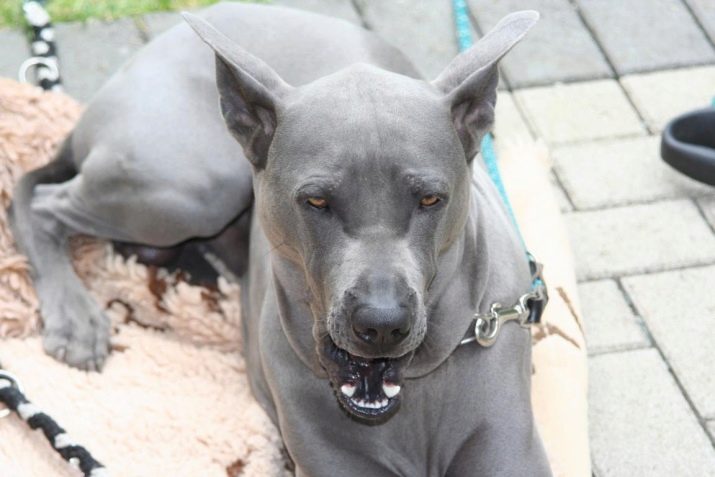 Тайські риджбеки (79 фото): опис породи, особливості характеру цуценят і дорослих собак, відгуки власників риджбеків