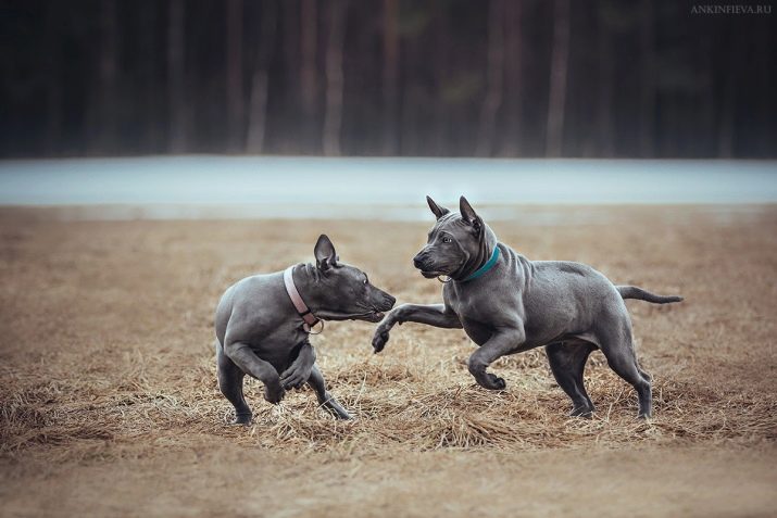 Тайські риджбеки (79 фото): опис породи, особливості характеру цуценят і дорослих собак, відгуки власників риджбеків