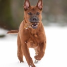 Тайські риджбеки (79 фото): опис породи, особливості характеру цуценят і дорослих собак, відгуки власників риджбеків