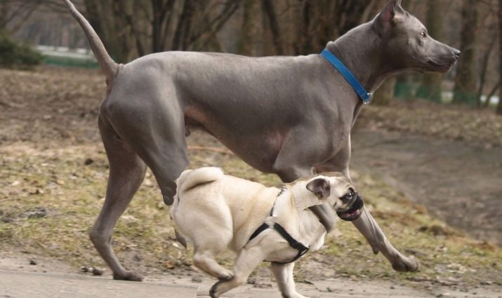 Тайські риджбеки (79 фото): опис породи, особливості характеру цуценят і дорослих собак, відгуки власників риджбеків