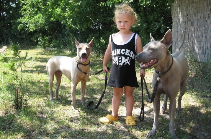 Тайські риджбеки (79 фото): опис породи, особливості характеру цуценят і дорослих собак, відгуки власників риджбеків