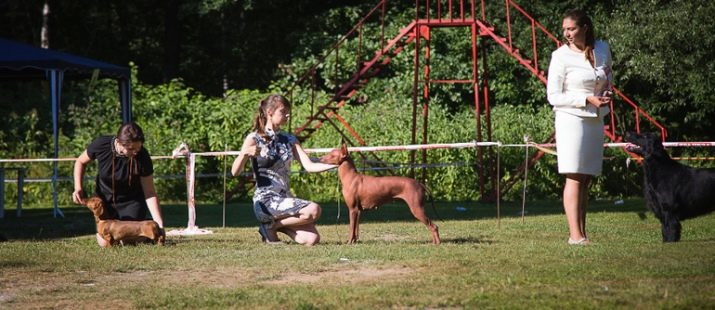 Тайські риджбеки (79 фото): опис породи, особливості характеру цуценят і дорослих собак, відгуки власників риджбеків