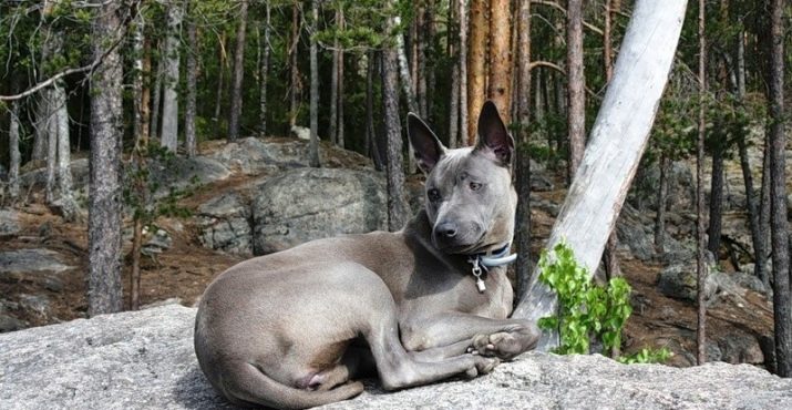 Тайські риджбеки (79 фото): опис породи, особливості характеру цуценят і дорослих собак, відгуки власників риджбеків