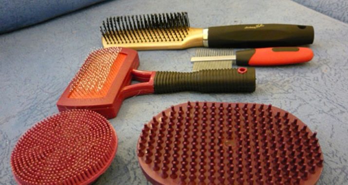 Тайські риджбеки (79 фото): опис породи, особливості характеру цуценят і дорослих собак, відгуки власників риджбеків