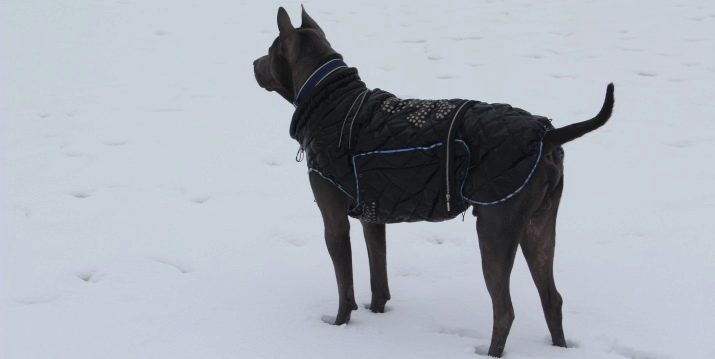 Тайські риджбеки (79 фото): опис породи, особливості характеру цуценят і дорослих собак, відгуки власників риджбеків