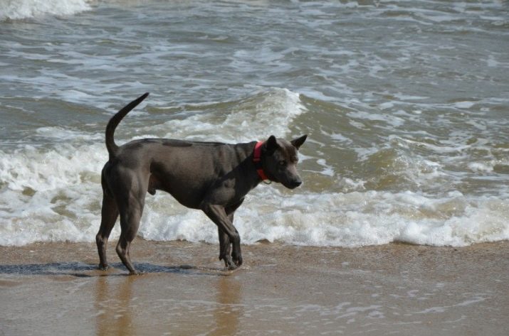 Тайські риджбеки (79 фото): опис породи, особливості характеру цуценят і дорослих собак, відгуки власників риджбеків