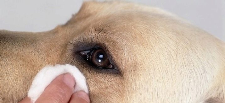 Тайські риджбеки (79 фото): опис породи, особливості характеру цуценят і дорослих собак, відгуки власників риджбеків