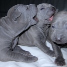 Тайські риджбеки (79 фото): опис породи, особливості характеру цуценят і дорослих собак, відгуки власників риджбеків