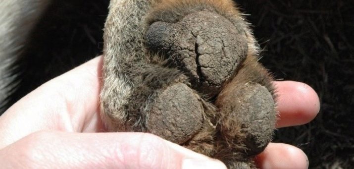 Тайські риджбеки (79 фото): опис породи, особливості характеру цуценят і дорослих собак, відгуки власників риджбеків