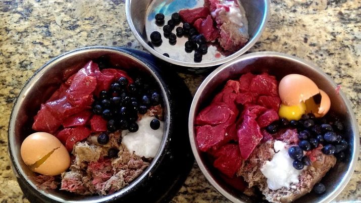 Тайські риджбеки (79 фото): опис породи, особливості характеру цуценят і дорослих собак, відгуки власників риджбеків