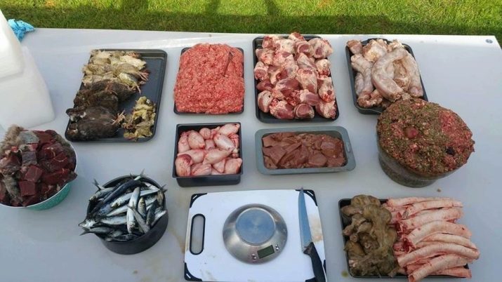 Тайські риджбеки (79 фото): опис породи, особливості характеру цуценят і дорослих собак, відгуки власників риджбеків