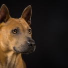 Тайські риджбеки (79 фото): опис породи, особливості характеру цуценят і дорослих собак, відгуки власників риджбеків