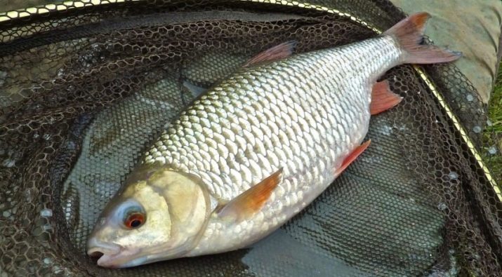 Тайські риджбеки (79 фото): опис породи, особливості характеру цуценят і дорослих собак, відгуки власників риджбеків