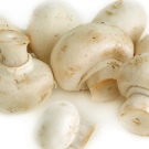 Тайські риджбеки (79 фото): опис породи, особливості характеру цуценят і дорослих собак, відгуки власників риджбеків