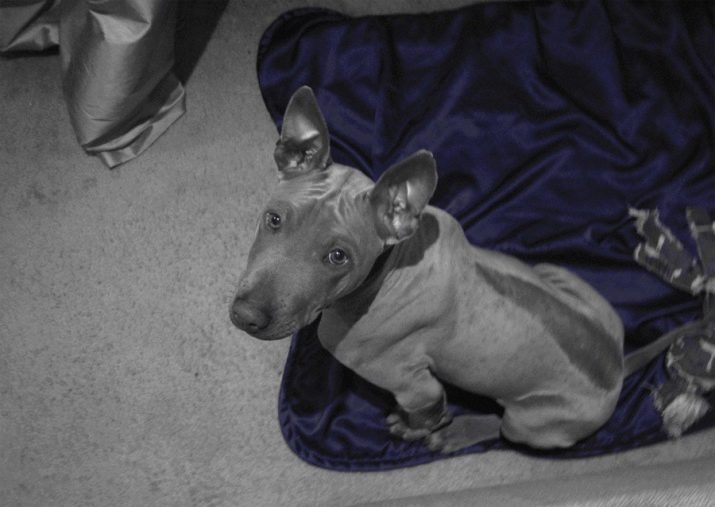 Тайські риджбеки (79 фото): опис породи, особливості характеру цуценят і дорослих собак, відгуки власників риджбеків