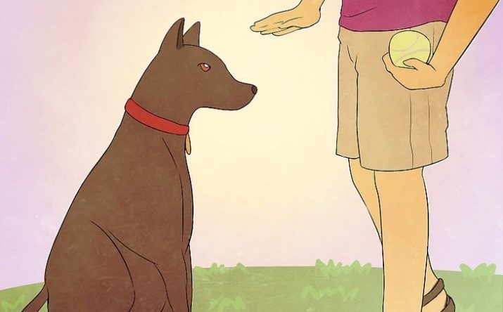 Тайські риджбеки (79 фото): опис породи, особливості характеру цуценят і дорослих собак, відгуки власників риджбеків