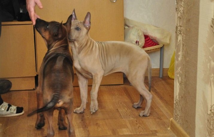 Тайські риджбеки (79 фото): опис породи, особливості характеру цуценят і дорослих собак, відгуки власників риджбеків