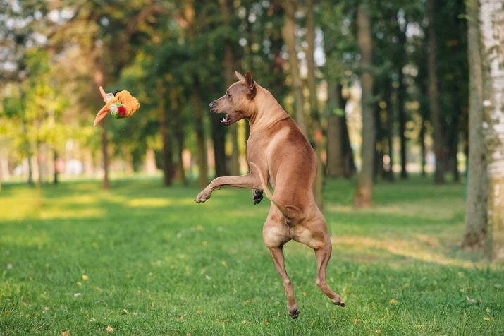 Тайські риджбеки (79 фото): опис породи, особливості характеру цуценят і дорослих собак, відгуки власників риджбеків