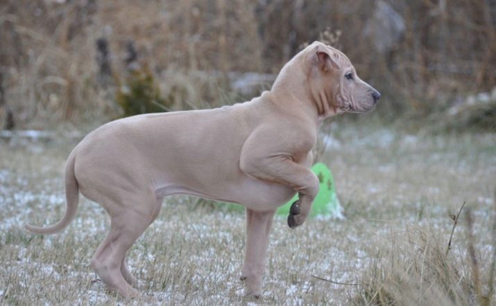 Тайські риджбеки (79 фото): опис породи, особливості характеру цуценят і дорослих собак, відгуки власників риджбеків
