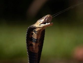 Тайська косметика (46 фото): яку косметику привезти з Таїланду? Рекомендації. Таїландська косметика для особи та інші види. Відгуки косметологів