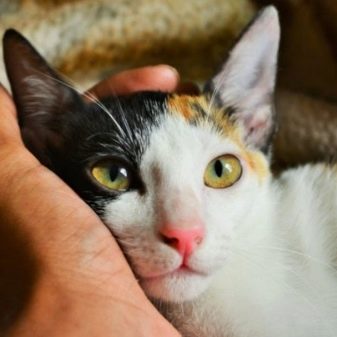 Триколірна кішка (44 фото): у кошенят яких порід буває черепахова забарвлення шерсті? Можуть коти бути триколірними? Як назвати кошеня?