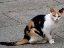 Триколірна кішка (44 фото): у кошенят яких порід буває черепахова забарвлення шерсті? Можуть коти бути триколірними? Як назвати кошеня?