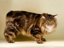 Триколірна кішка (44 фото): у кошенят яких порід буває черепахова забарвлення шерсті? Можуть коти бути триколірними? Як назвати кошеня?