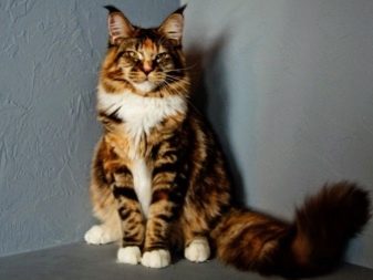 Триколірна кішка (44 фото): у кошенят яких порід буває черепахова забарвлення шерсті? Можуть коти бути триколірними? Як назвати кошеня?