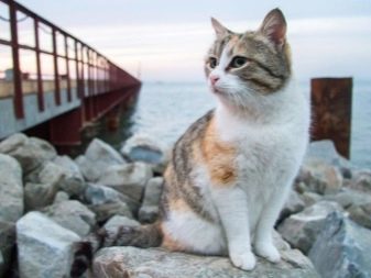 Триколірна кішка (44 фото): у кошенят яких порід буває черепахова забарвлення шерсті? Можуть коти бути триколірними? Як назвати кошеня?