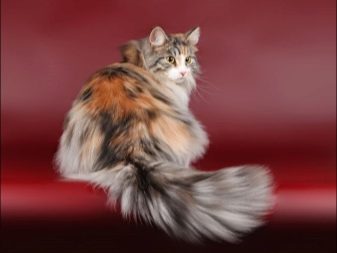 Триколірна кішка (44 фото): у кошенят яких порід буває черепахова забарвлення шерсті? Можуть коти бути триколірними? Як назвати кошеня?