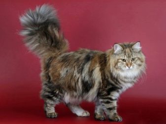 Триколірна кішка (44 фото): у кошенят яких порід буває черепахова забарвлення шерсті? Можуть коти бути триколірними? Як назвати кошеня?