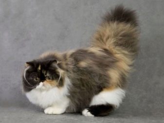 Триколірна кішка (44 фото): у кошенят яких порід буває черепахова забарвлення шерсті? Можуть коти бути триколірними? Як назвати кошеня?