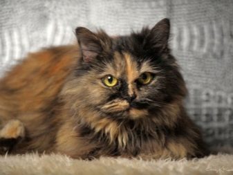 Триколірна кішка (44 фото): у кошенят яких порід буває черепахова забарвлення шерсті? Можуть коти бути триколірними? Як назвати кошеня?