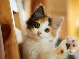 Триколірна кішка (44 фото): у кошенят яких порід буває черепахова забарвлення шерсті? Можуть коти бути триколірними? Як назвати кошеня?