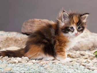Триколірна кішка (44 фото): у кошенят яких порід буває черепахова забарвлення шерсті? Можуть коти бути триколірними? Як назвати кошеня?