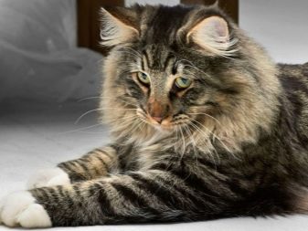 Триколірна кішка (44 фото): у кошенят яких порід буває черепахова забарвлення шерсті? Можуть коти бути триколірними? Як назвати кошеня?