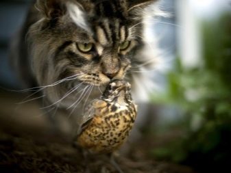 Триколірна кішка (44 фото): у кошенят яких порід буває черепахова забарвлення шерсті? Можуть коти бути триколірними? Як назвати кошеня?