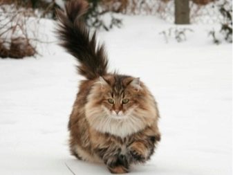 Триколірна кішка (44 фото): у кошенят яких порід буває черепахова забарвлення шерсті? Можуть коти бути триколірними? Як назвати кошеня?