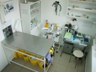 Триколірна кішка (44 фото): у кошенят яких порід буває черепахова забарвлення шерсті? Можуть коти бути триколірними? Як назвати кошеня?