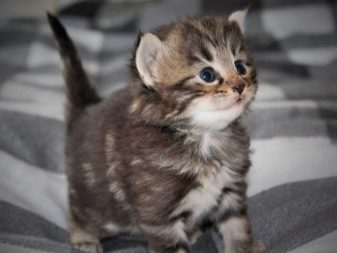 Триколірна кішка (44 фото): у кошенят яких порід буває черепахова забарвлення шерсті? Можуть коти бути триколірними? Як назвати кошеня?