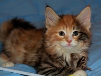 Триколірна кішка (44 фото): у кошенят яких порід буває черепахова забарвлення шерсті? Можуть коти бути триколірними? Як назвати кошеня?
