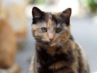 Триколірна кішка (44 фото): у кошенят яких порід буває черепахова забарвлення шерсті? Можуть коти бути триколірними? Як назвати кошеня?