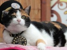 Триколірна кішка (44 фото): у кошенят яких порід буває черепахова забарвлення шерсті? Можуть коти бути триколірними? Як назвати кошеня?